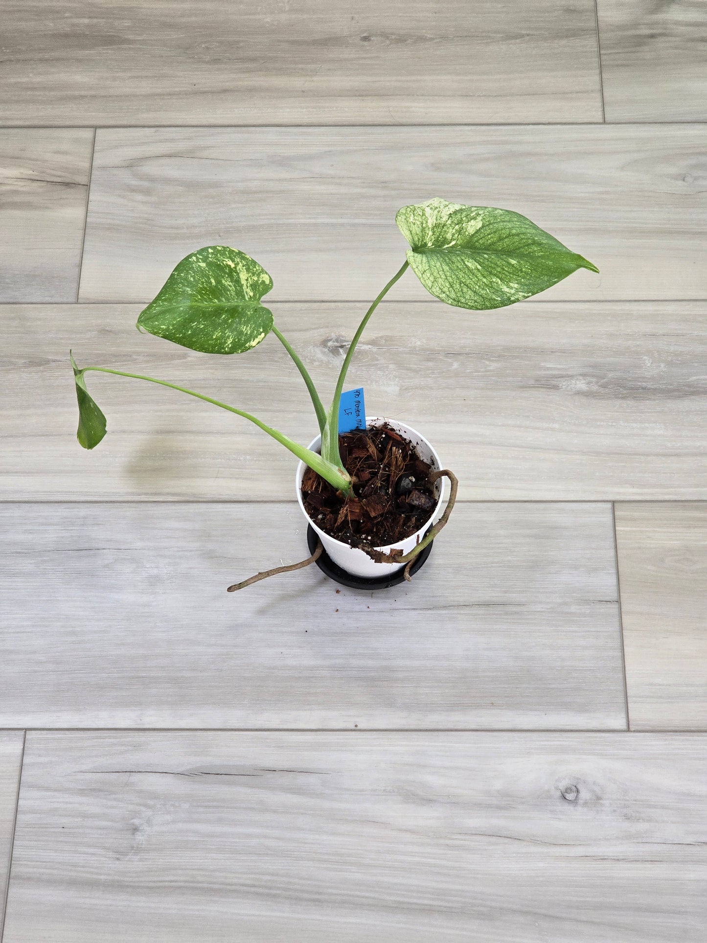 Monstera Mint Large Form #470