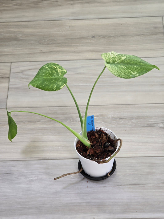 Monstera Mint Large Form #470