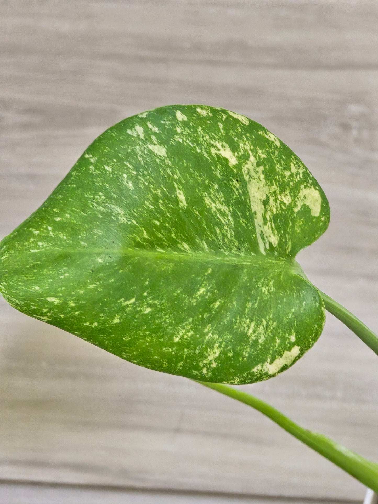 Monstera Mint Large Form #470