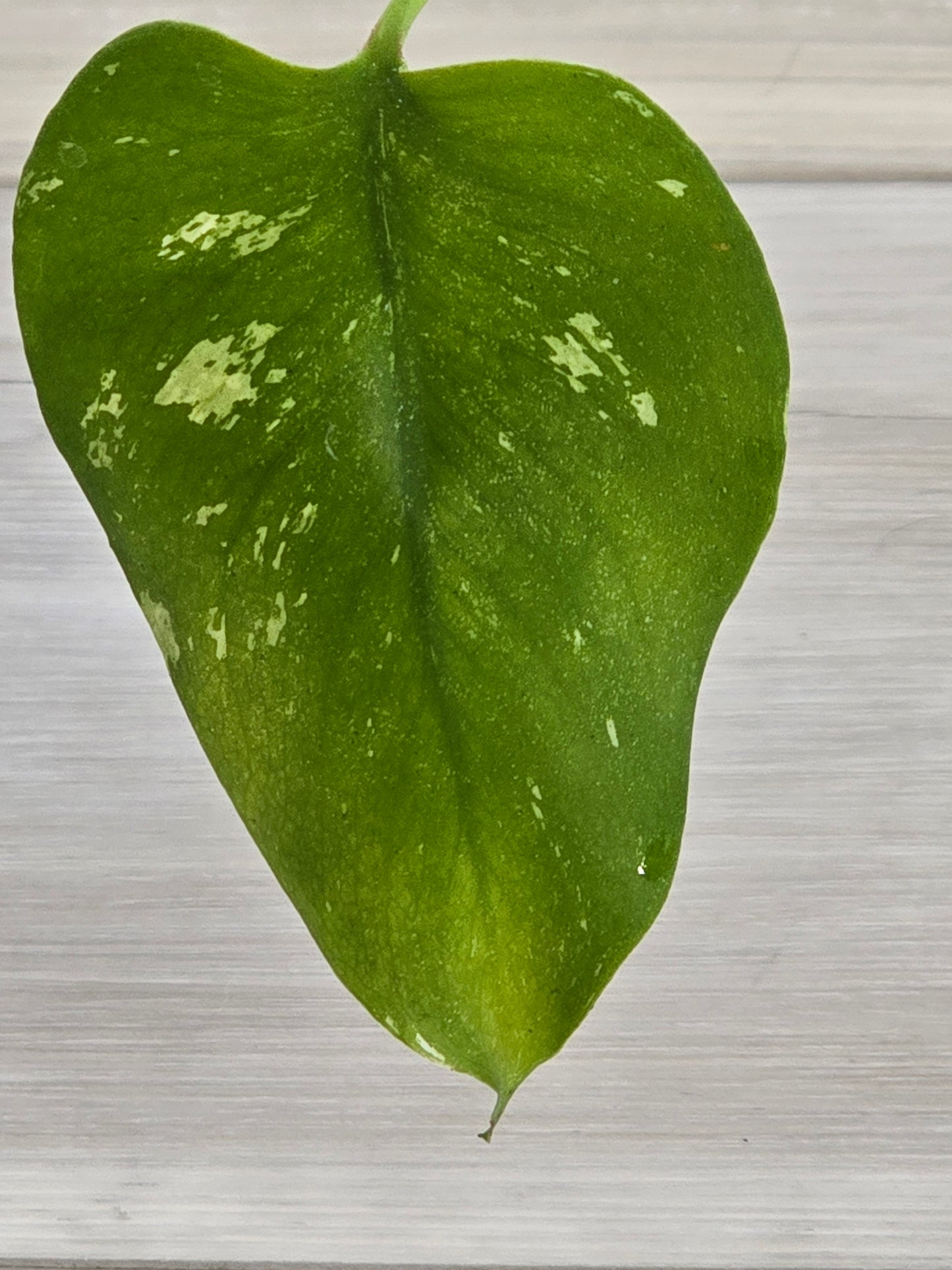 Monstera Mint Large Form #470