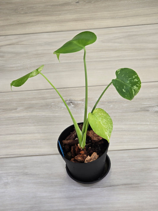 Monstera Mint Large Form #462
