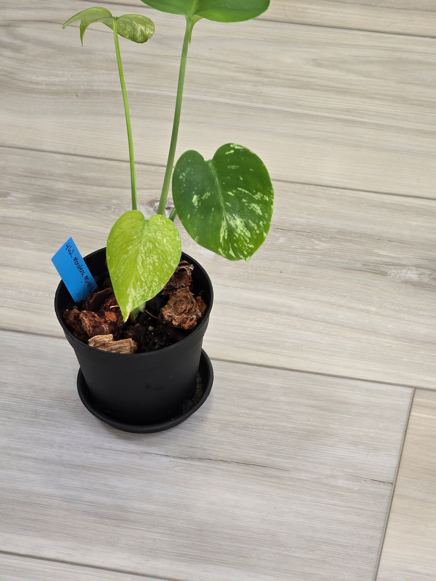 Monstera Mint Large Form #462