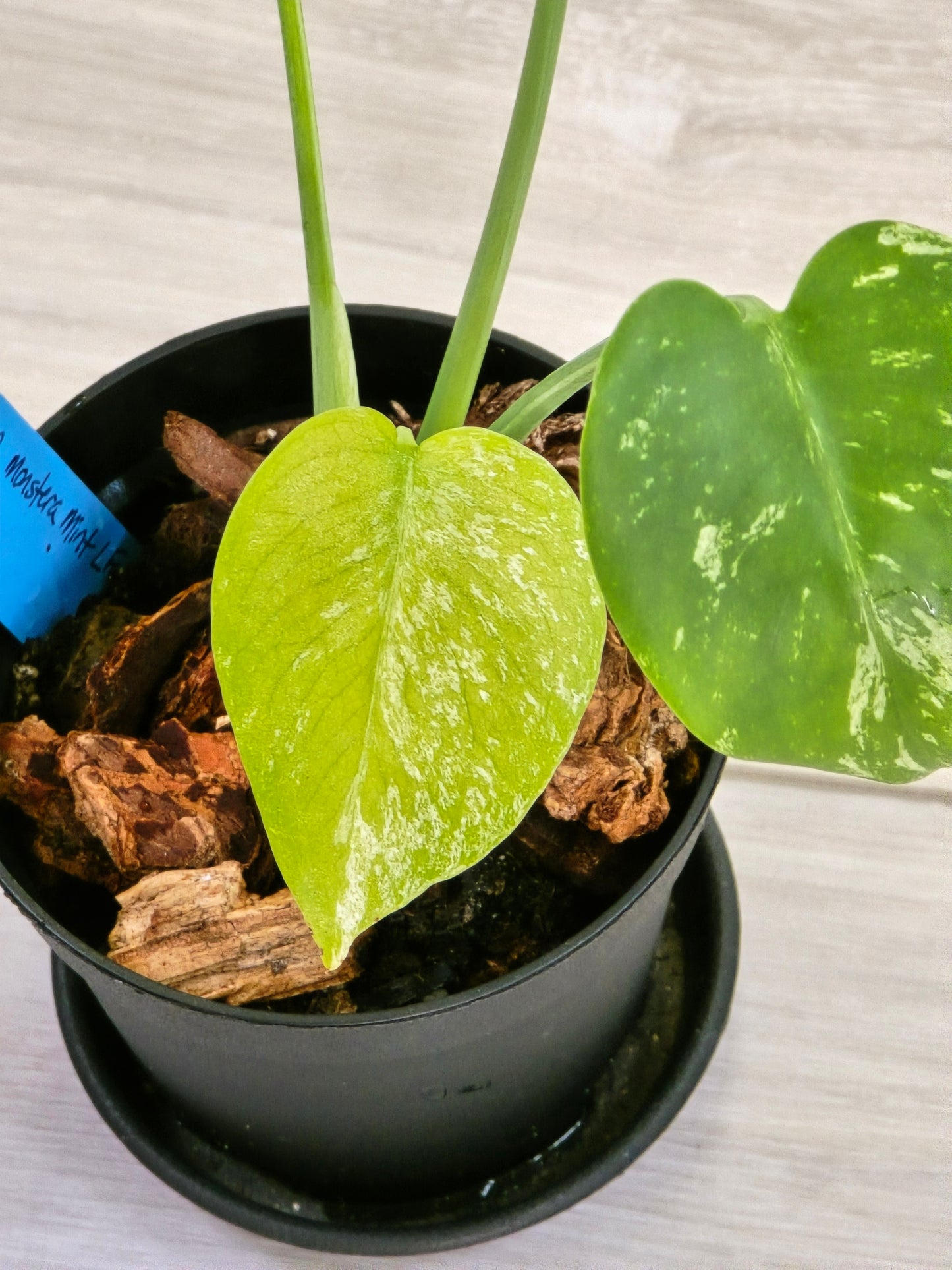 Monstera Mint Large Form #462