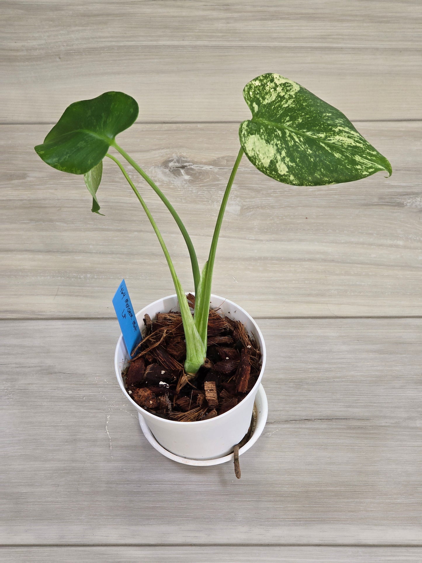 Monstera Mint Large Form #464