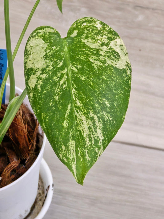 Monstera Mint Large Form #464
