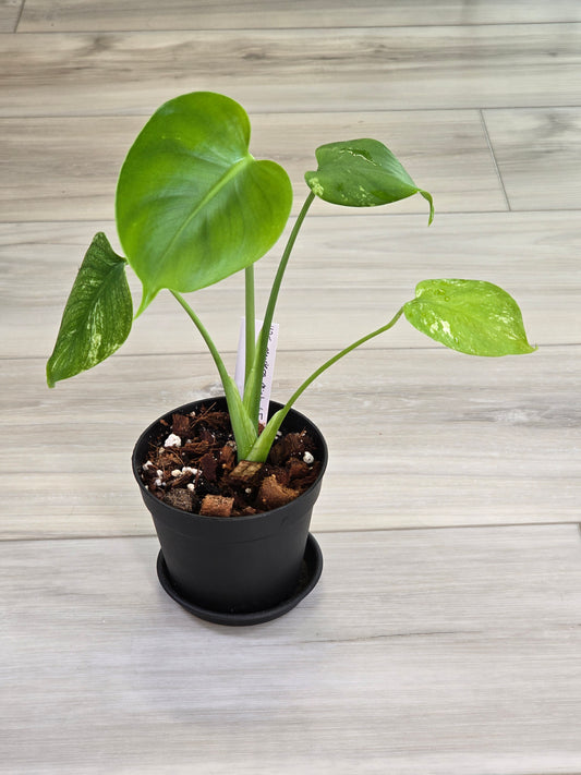 Monstera Mint Large Form #425