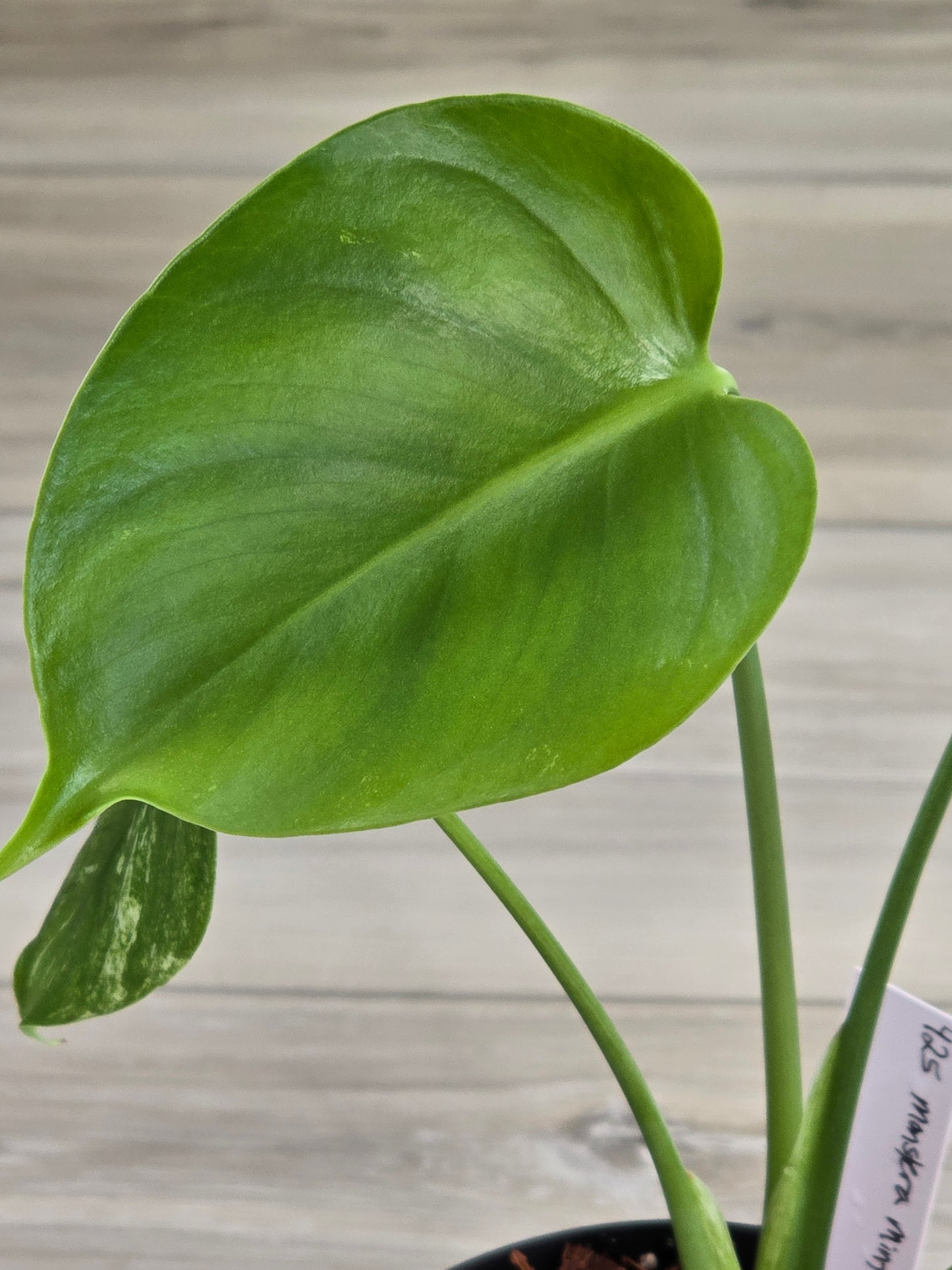 Monstera Mint Large Form #425
