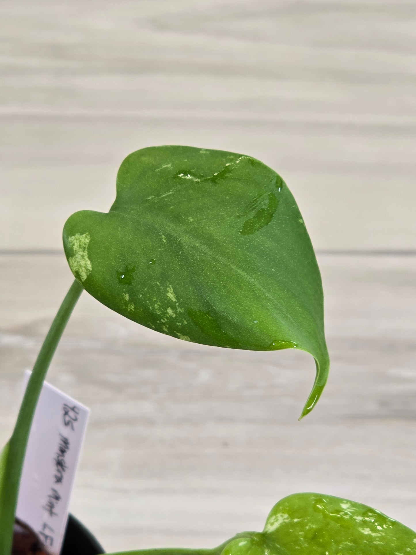 Monstera Mint Large Form #425