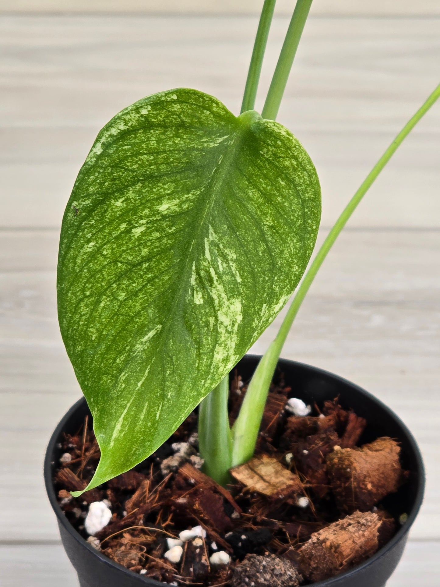 Monstera Mint Large Form #425