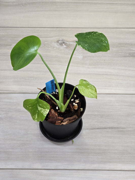 Monstera Mint Large Form #458