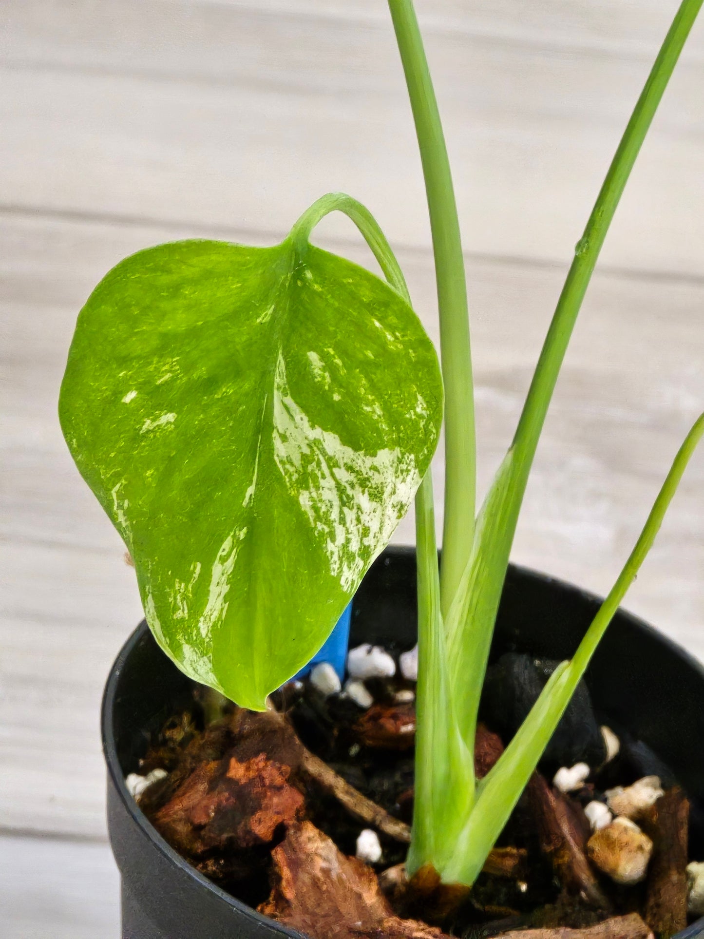 Monstera Mint Large Form #458