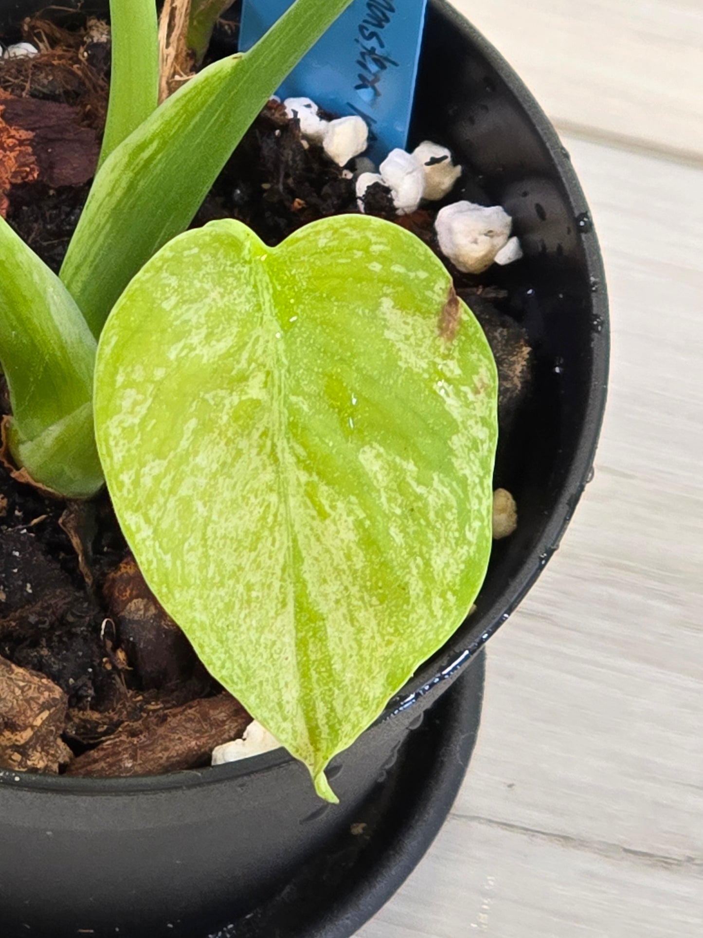 Monstera Mint Large Form #458