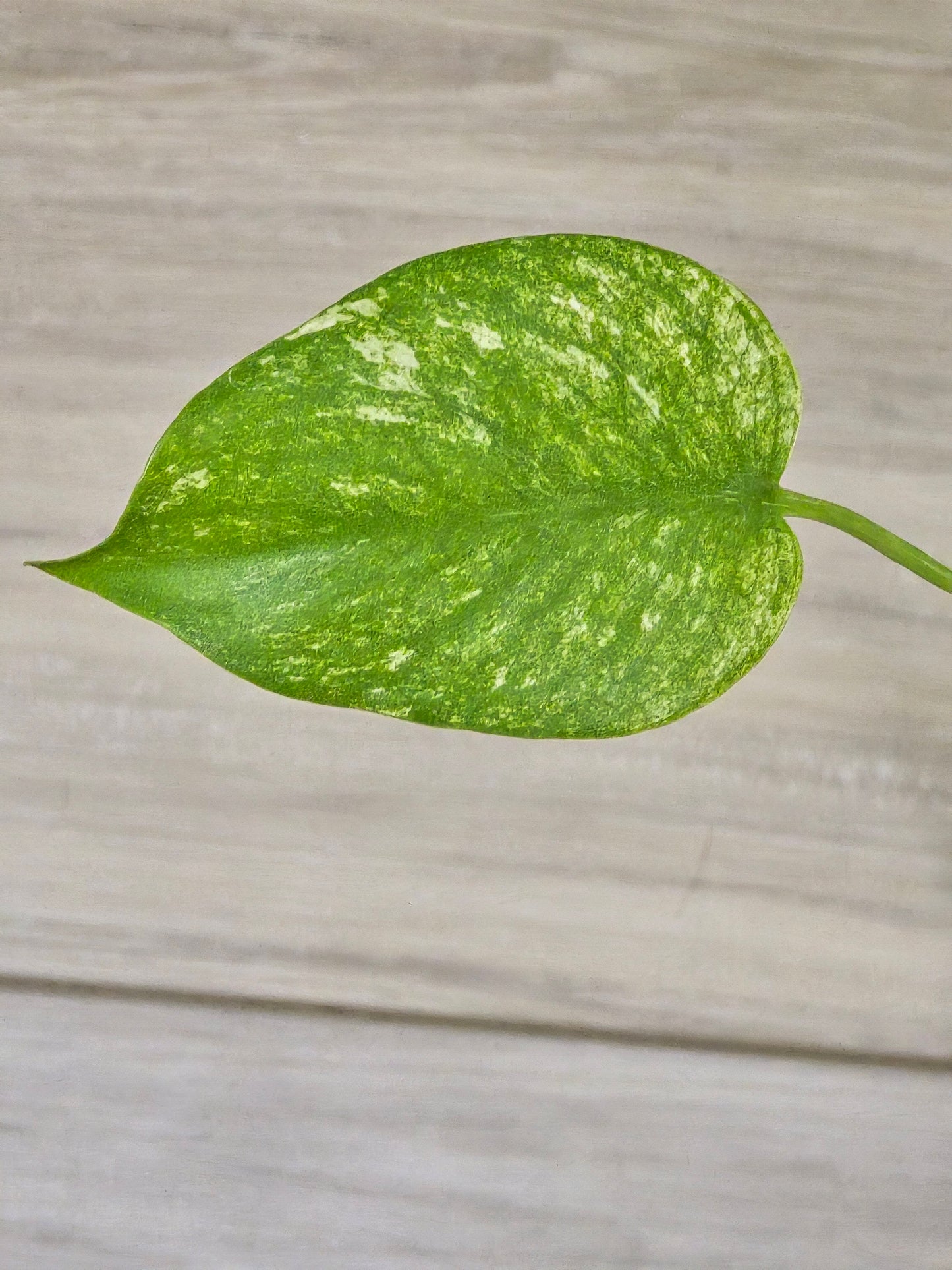 Monstera Mint Large Form #457