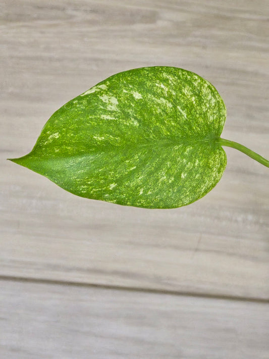 Monstera Mint Large Form #457