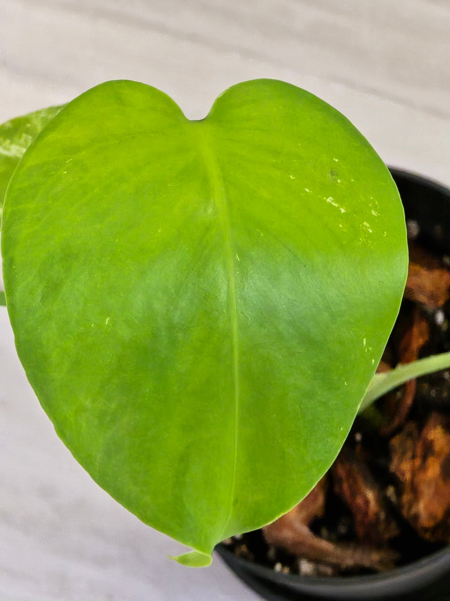 Monstera Mint Large Form #457