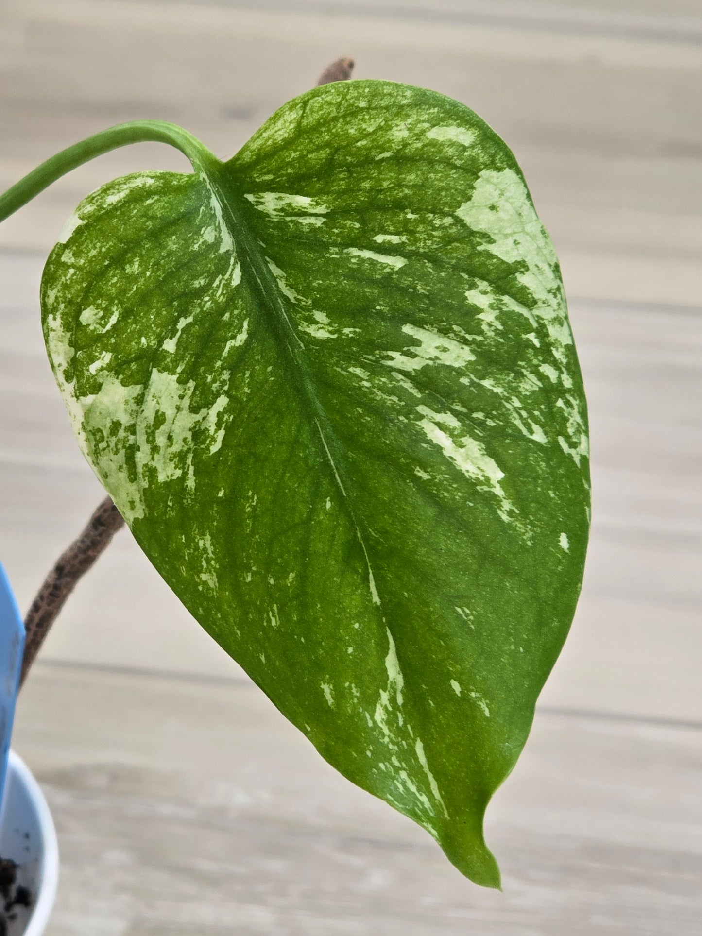 Monstera Mint Large Form #459