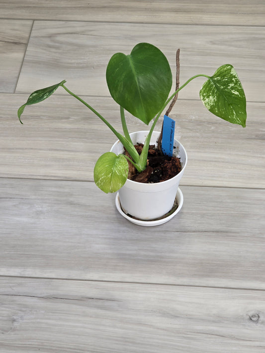 Monstera Mint Large Form #459