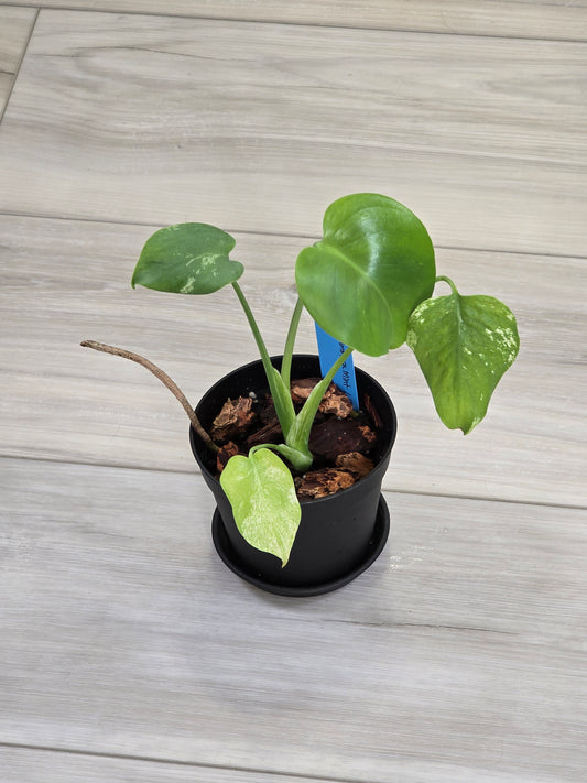 Monstera Mint Large Form #461