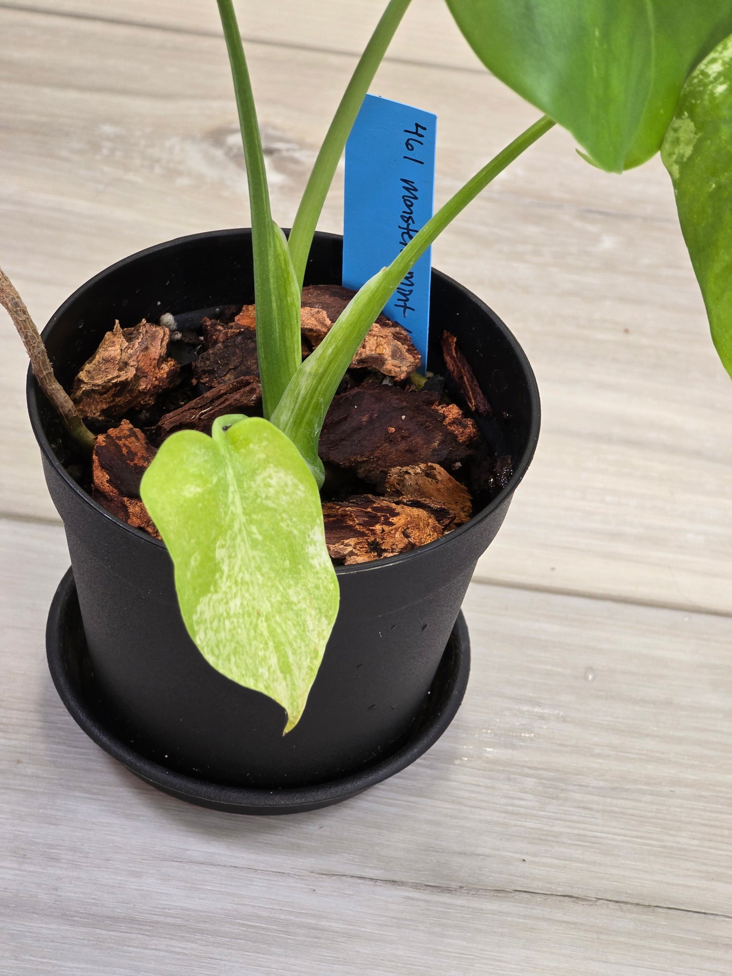 Monstera Mint Large Form #461