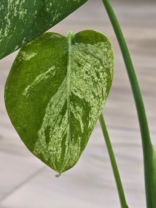 Monstera Mint Large Form #468