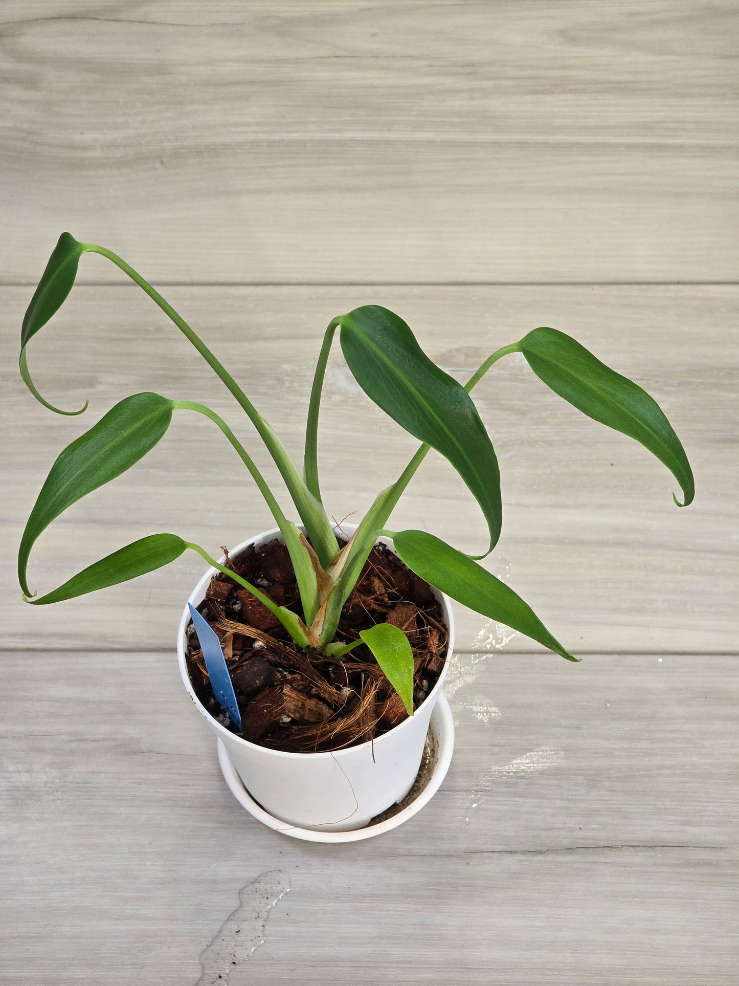 Monstera Burle Marx Flame #405