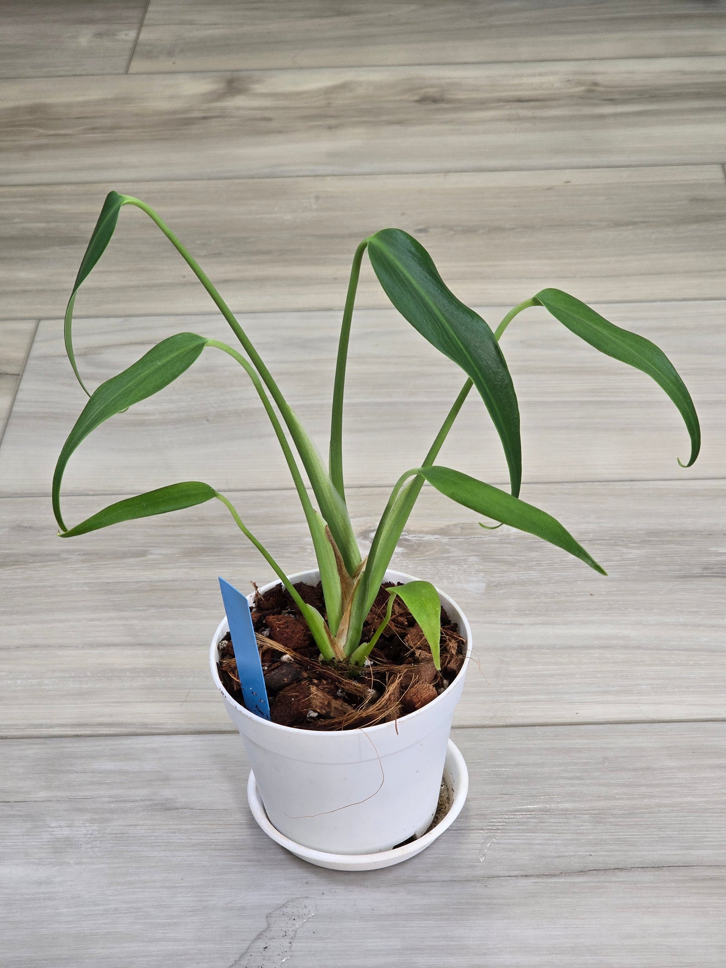 Monstera Burle Marx Flame #405