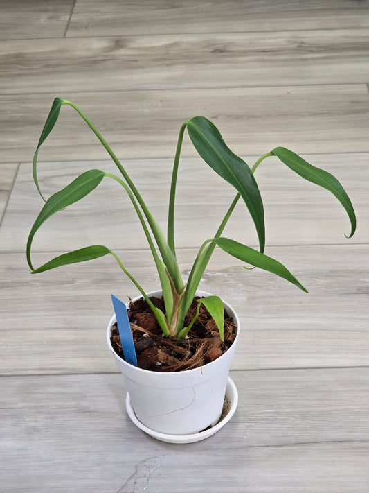 Monstera Burle Marx Flame #405