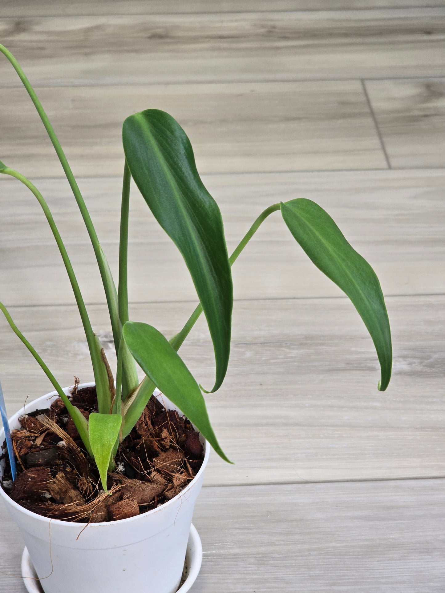 Monstera Burle Marx Flame #405