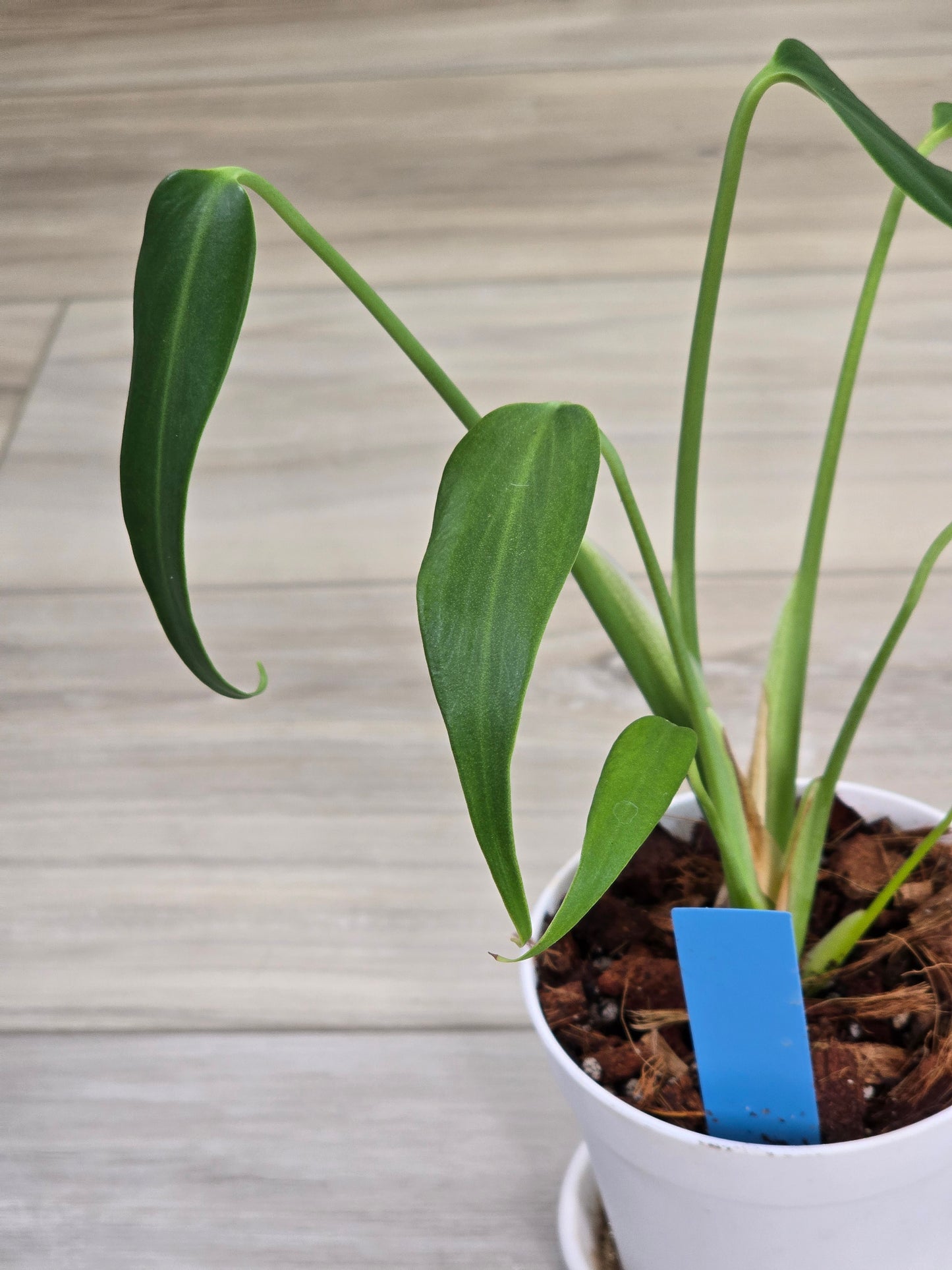 Monstera Burle Marx Flame #405