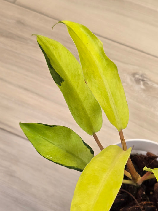 Philodendron Thai Sunrise #65