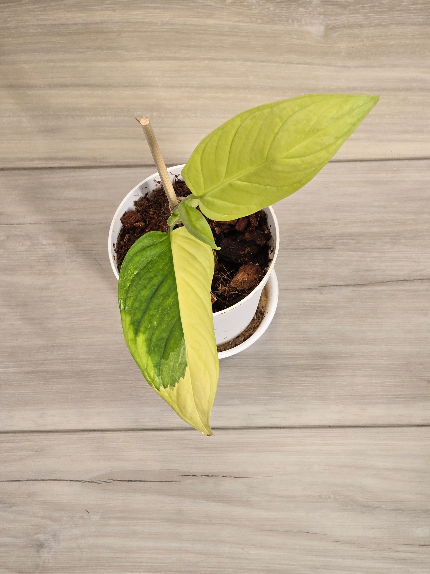 Monstera Obliqua Muyuna #387