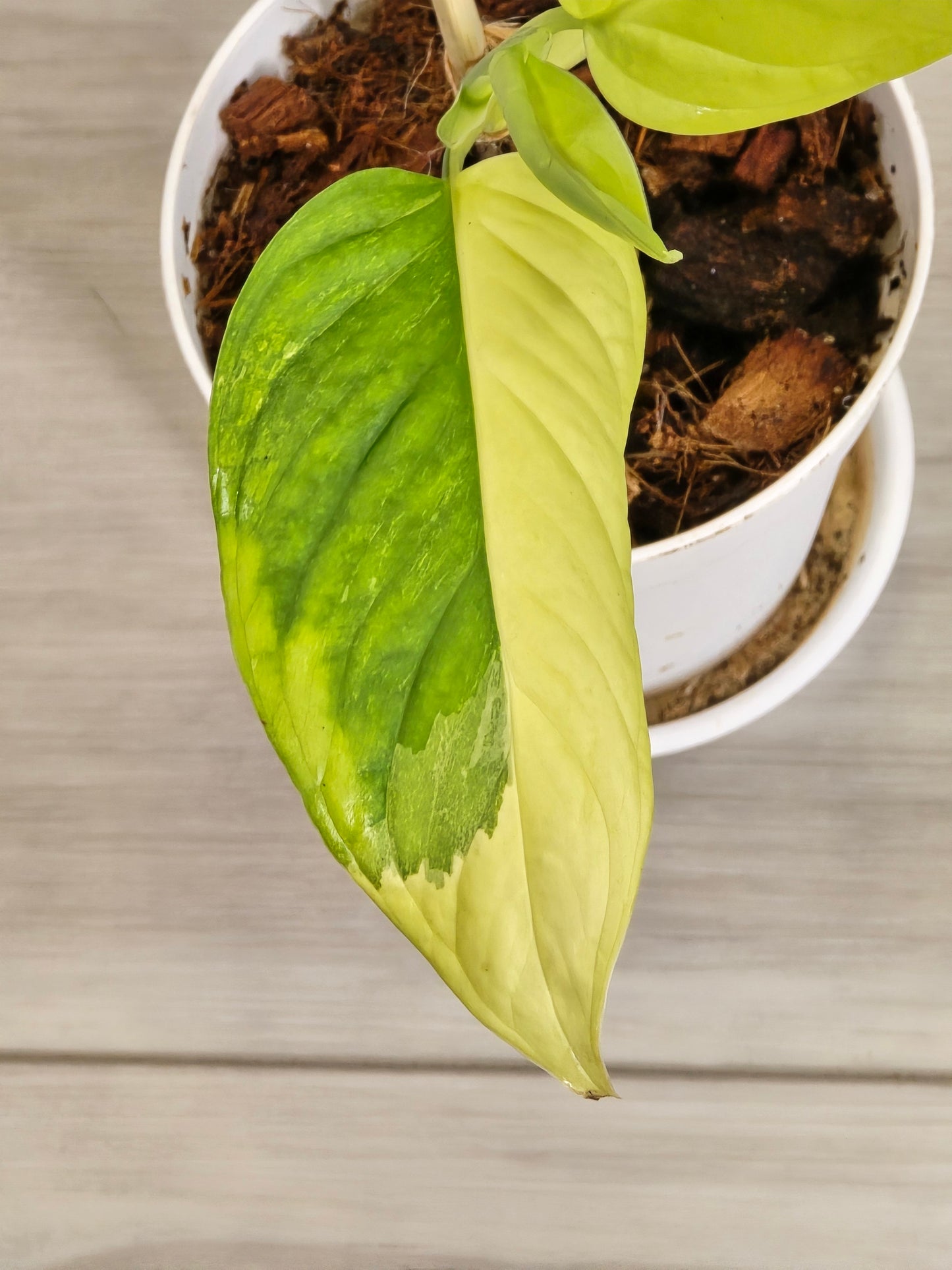 Monstera Obliqua Muyuna #387