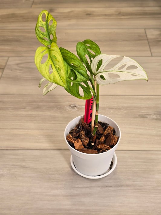 Monstera Adansonii Variegated #18