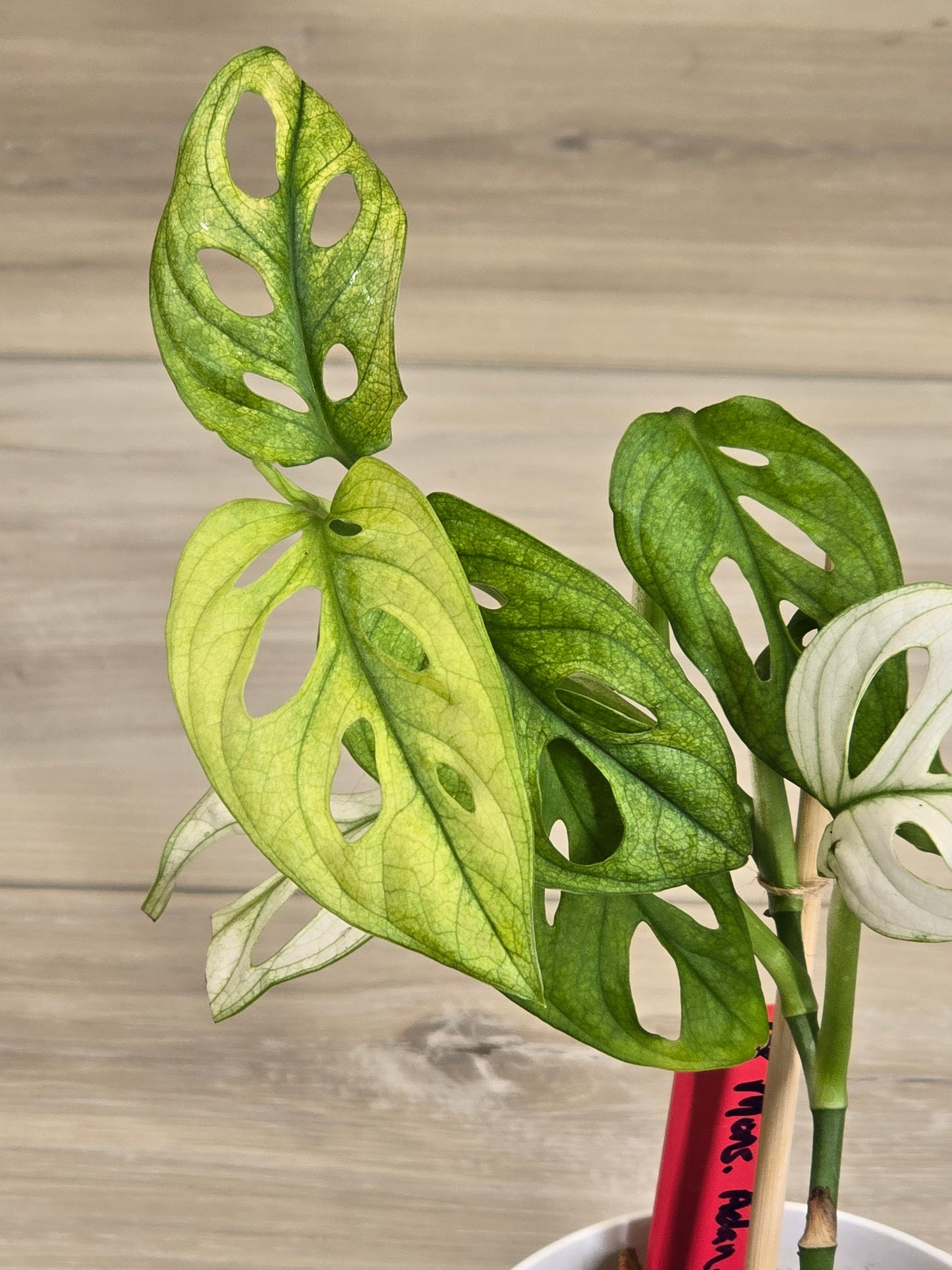 Monstera Adansonii Variegated #18