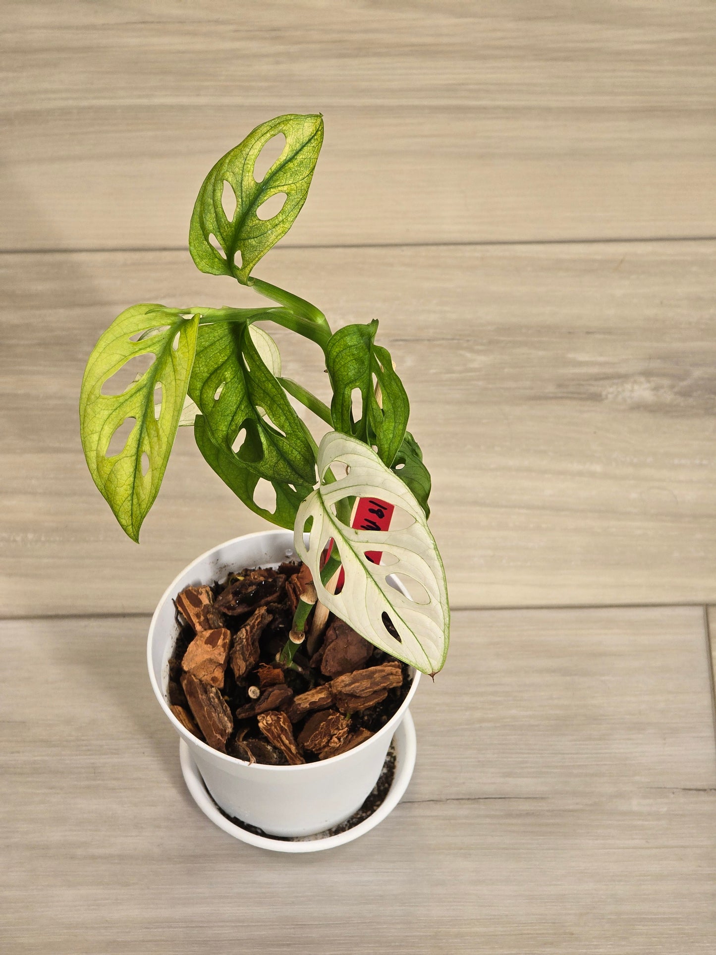 Monstera Adansonii Variegated #18