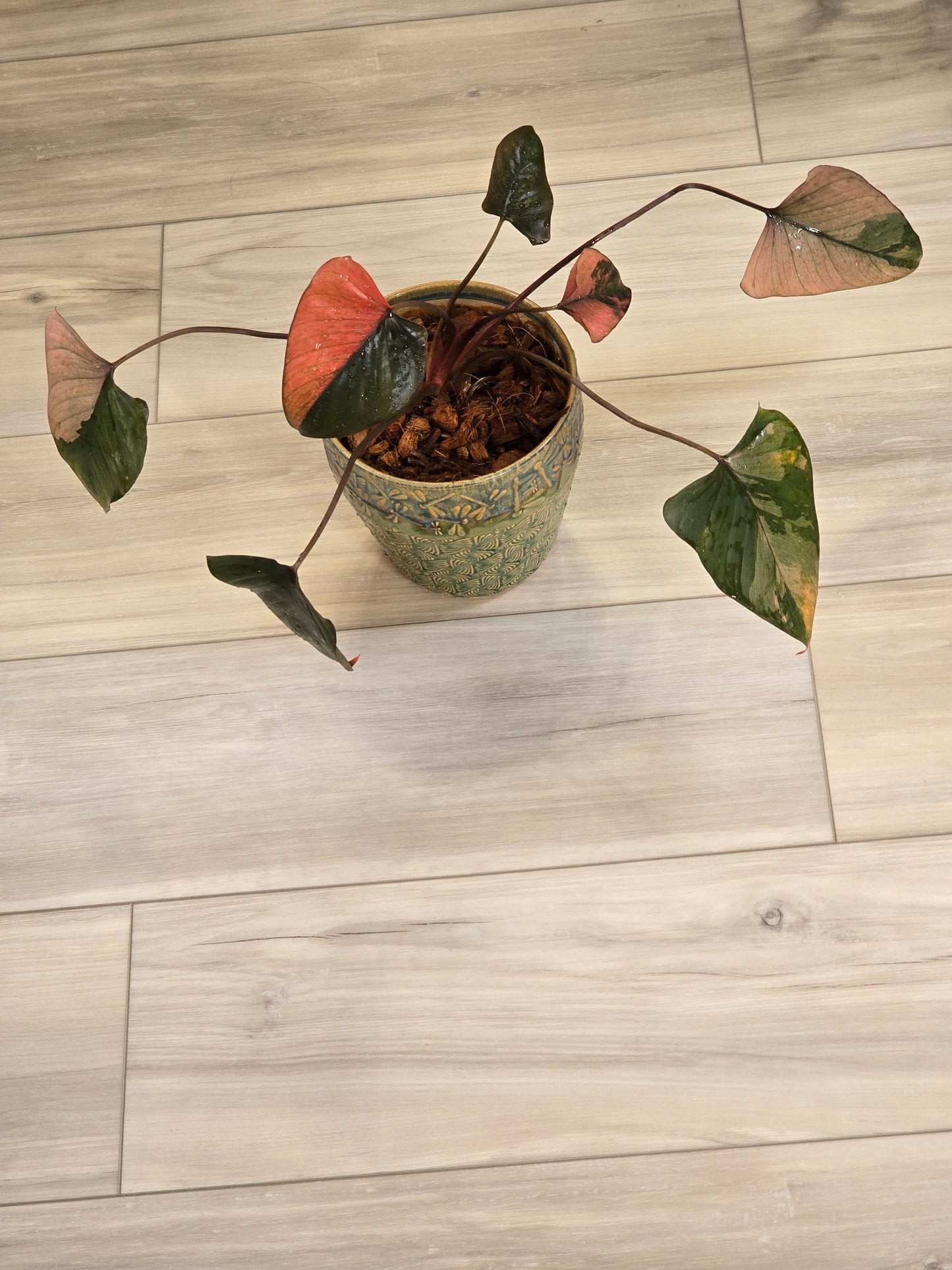 Homalomena Pink Diamond