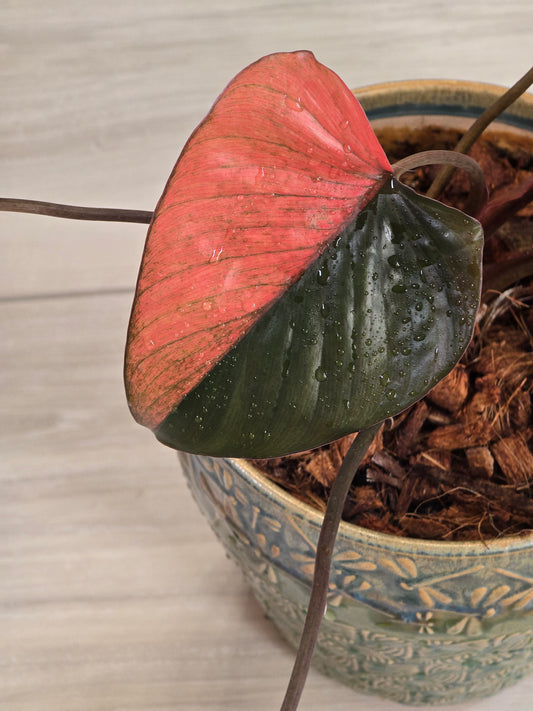 Homalomena Pink Diamond