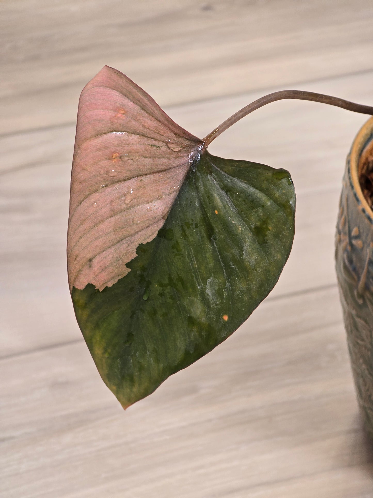 Homalomena Pink Diamond