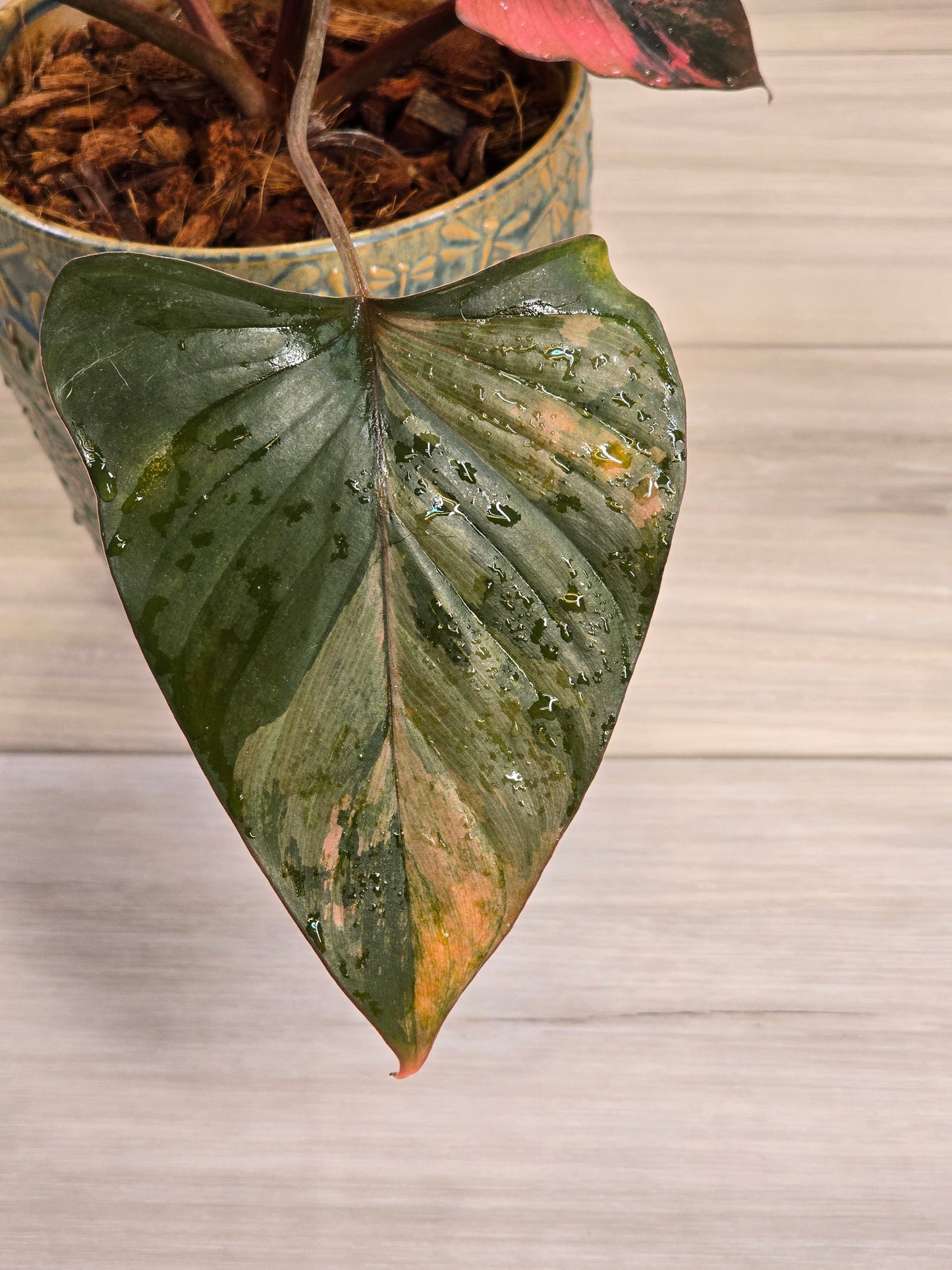Homalomena Pink Diamond