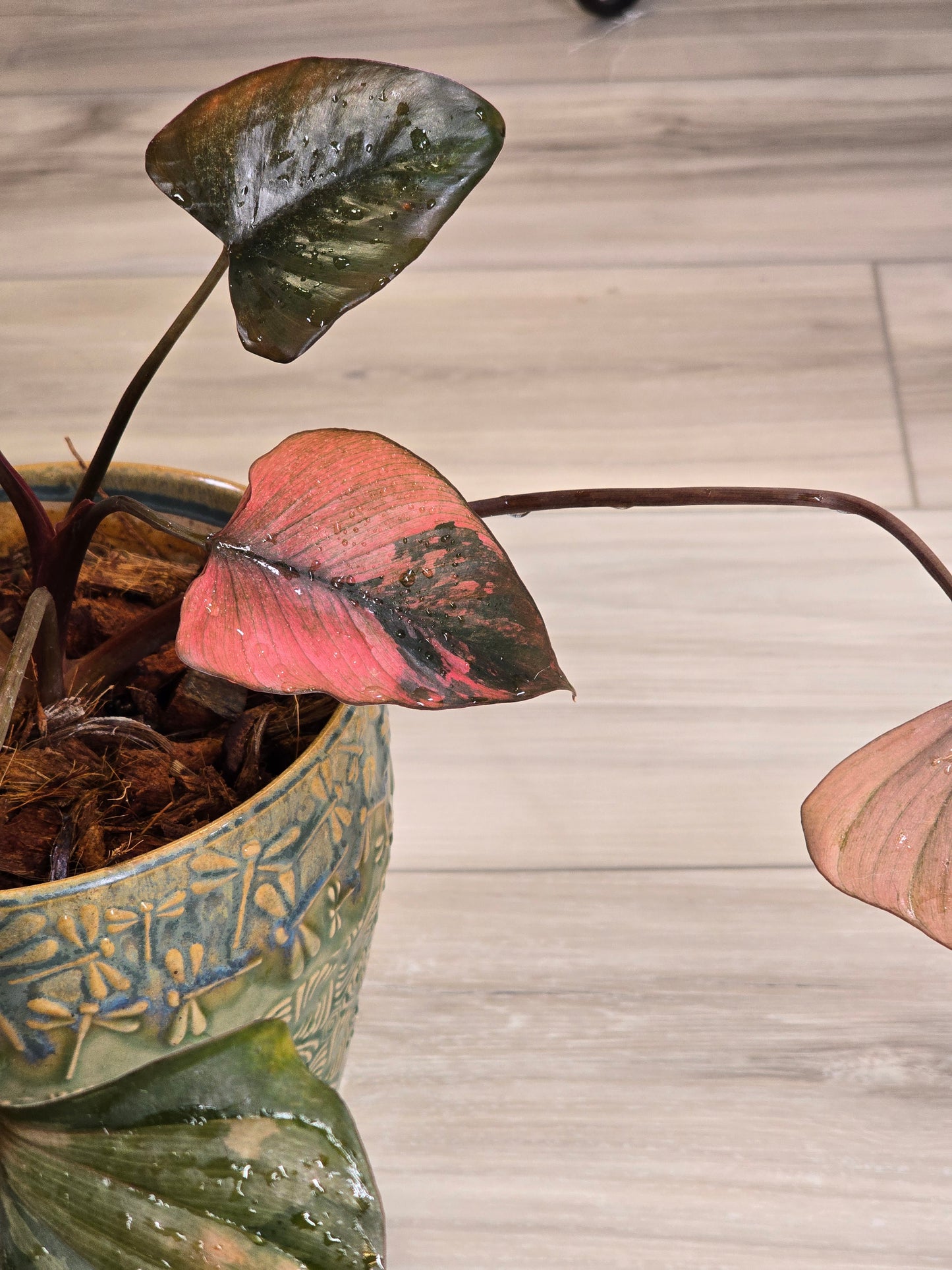 Homalomena Pink Diamond