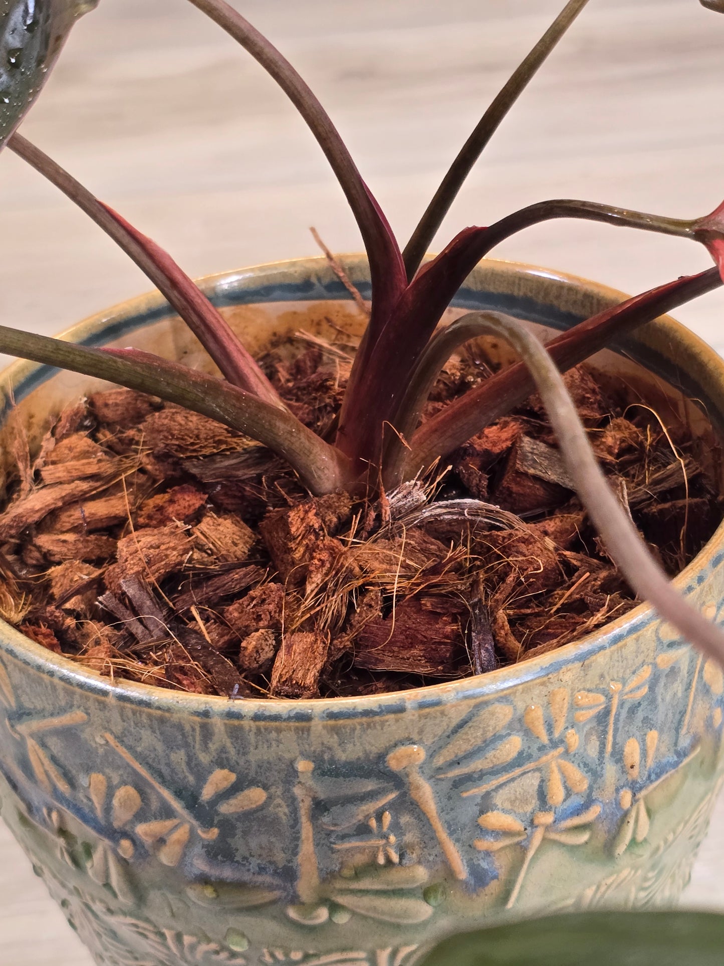 Homalomena Pink Diamond