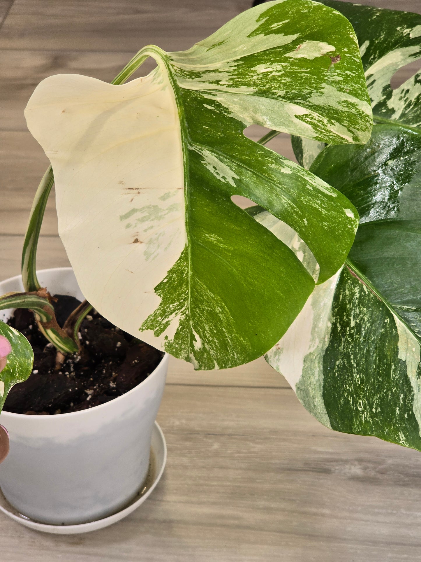 Monstera Albo
