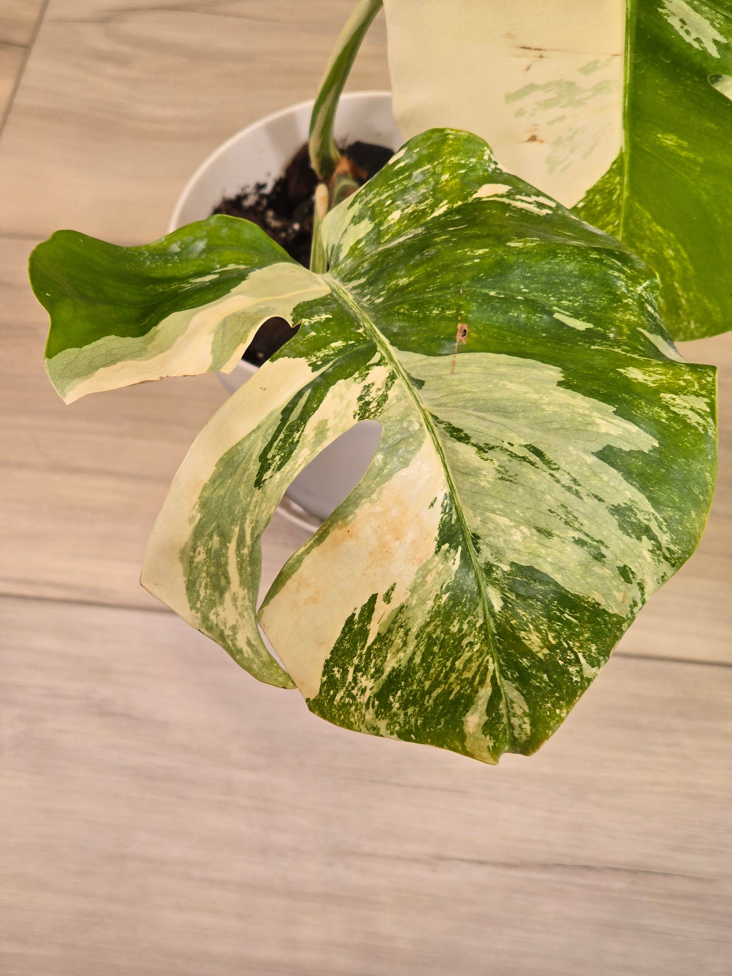 Monstera Albo