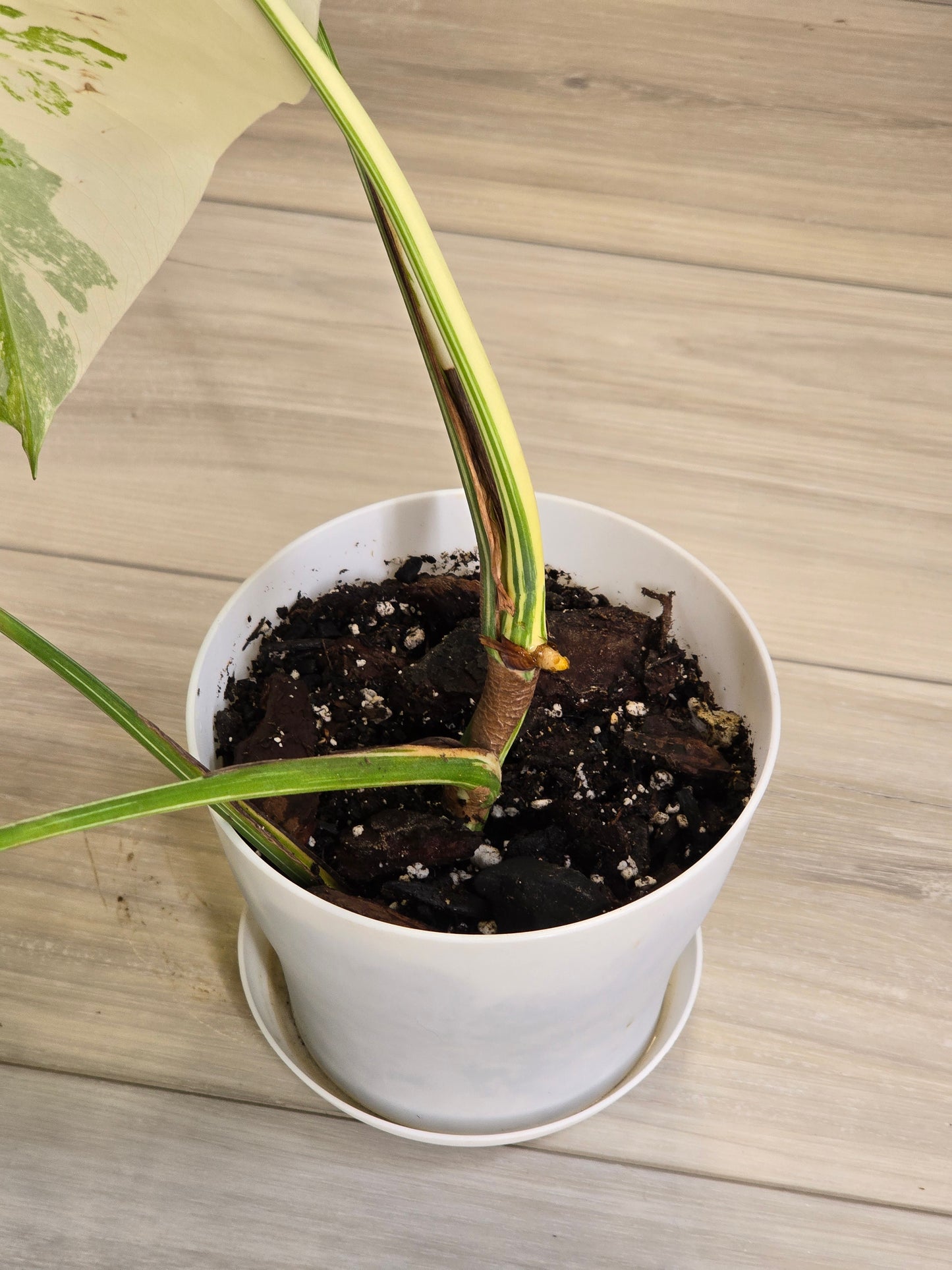 Monstera Albo