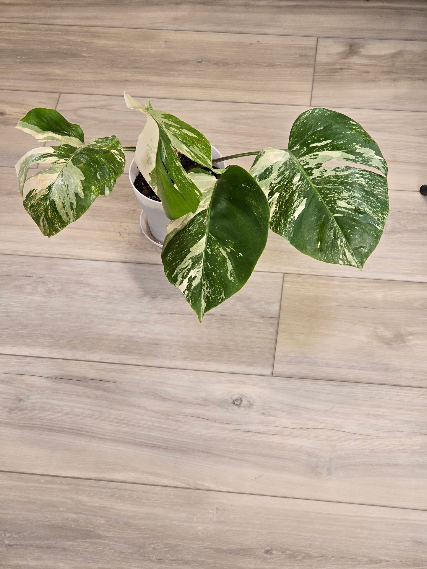 Monstera Albo