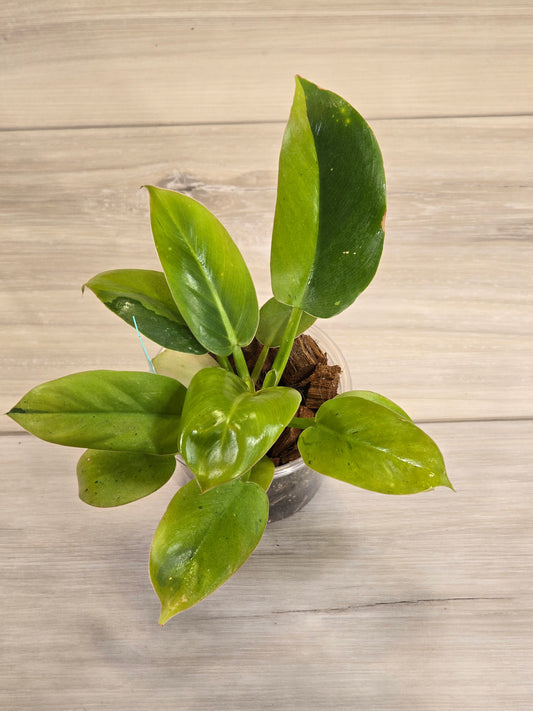 Philodendron Ruaysap Marble #619