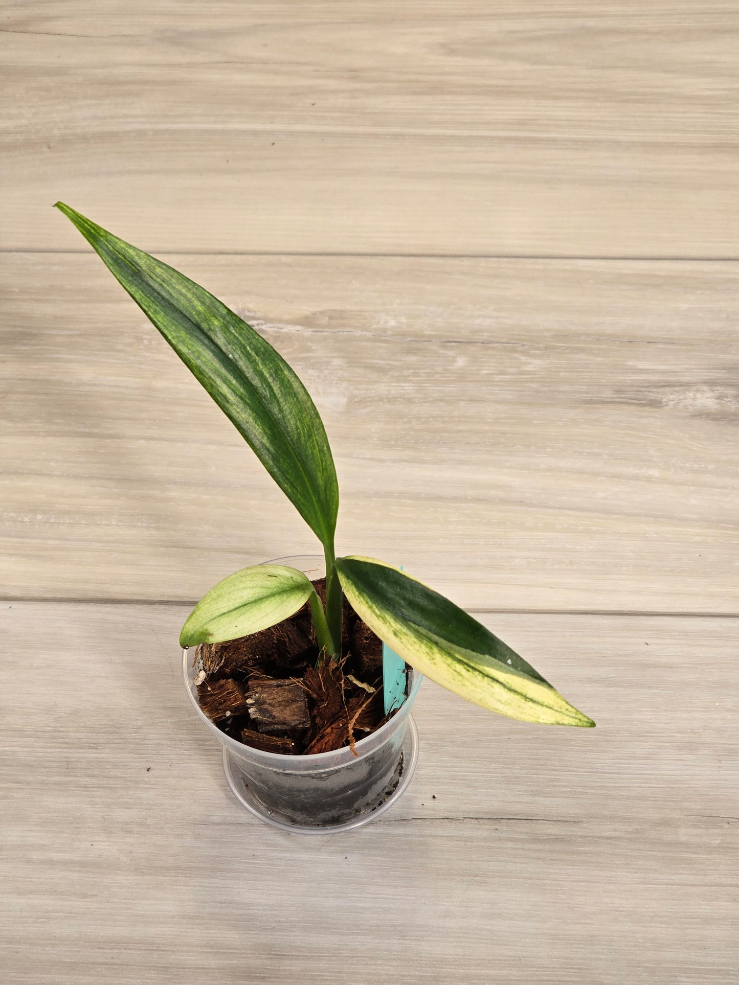 Epipremnum Amplissimum Albo # 603