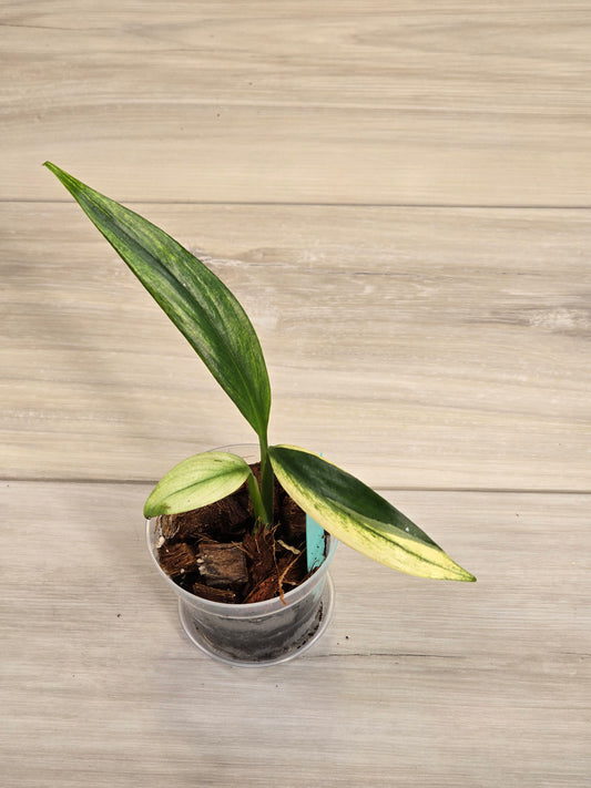 Epipremnum Amplissimum Albo # 603