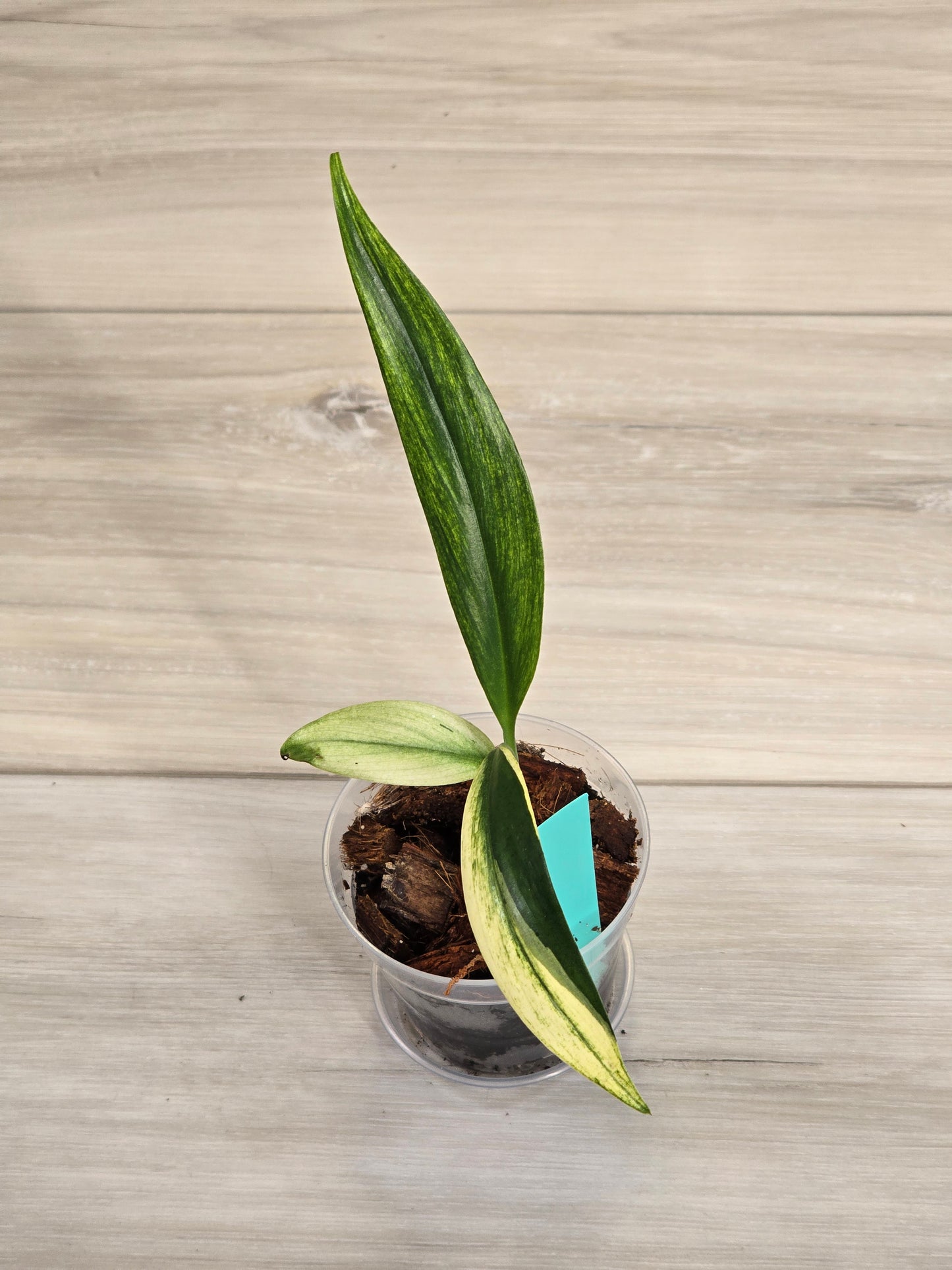 Epipremnum Amplissimum Albo # 603