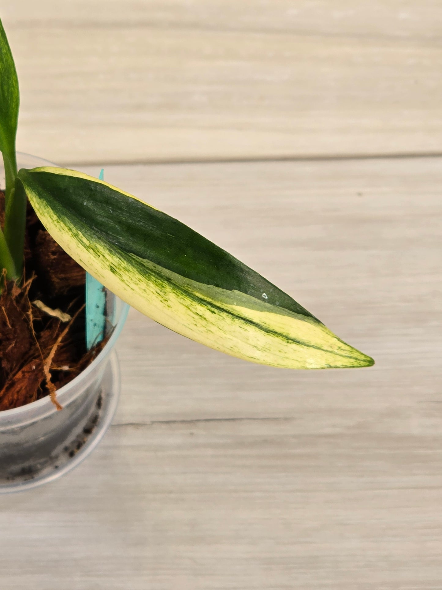 Epipremnum Amplissimum Albo # 603